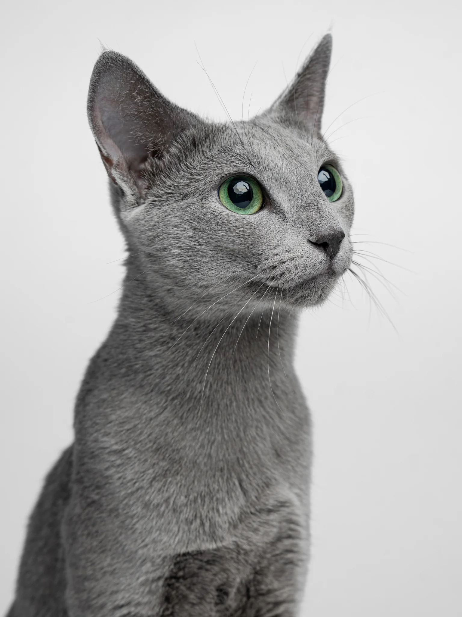 Close-up of a grey cat with bright green eyes on a light grey background.